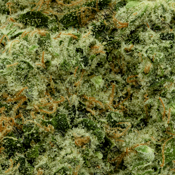 Garlic Dawg - Whole Flower - Image 2