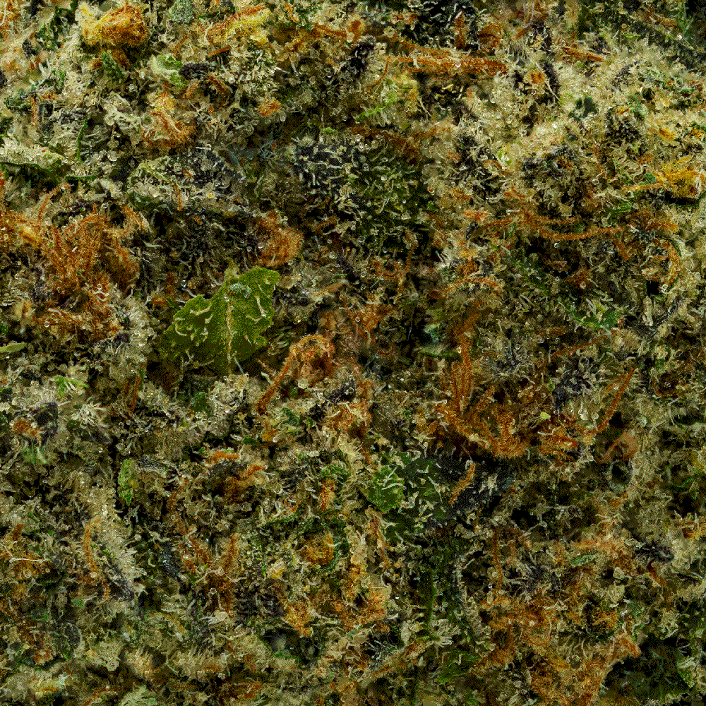 Cereal Milk THCA Weed (Cheap Deal) - Image 2