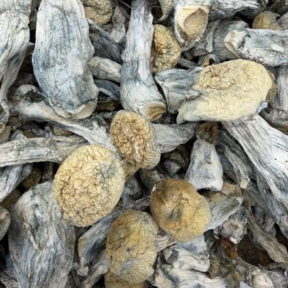 Pie Orgi Mushrooms